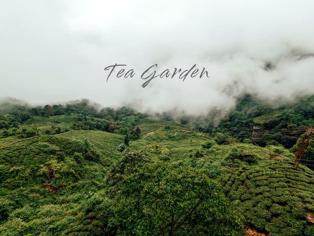 Jungle Jack - JUNGLE DES ILLUSIONS VOL 2